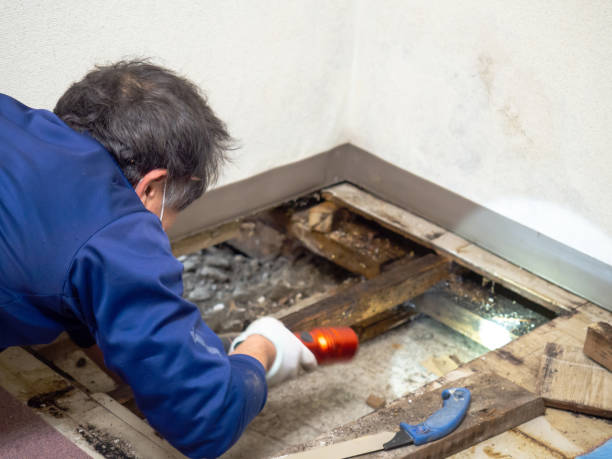 Trusted Wilton Center, CT Mold Removal Experts