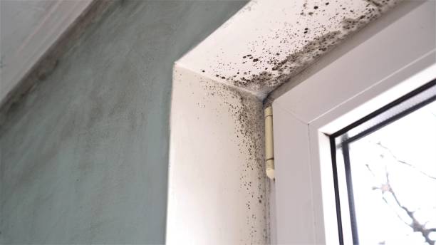 Best Local Mold Removal Service  in Wilton Center, CT