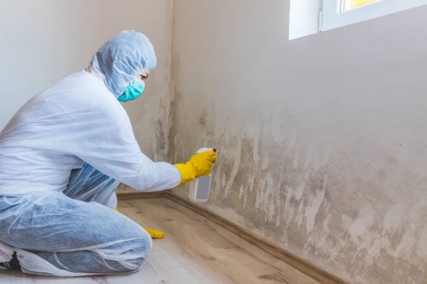 Best Commercial Mold Removal  in Wilton Center, CT