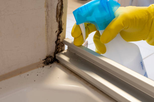Best Same-Day Mold Removal  in Wilton Center, CT