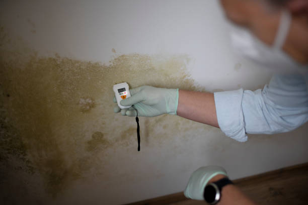 Best Mold Remediation  in Wilton Center, CT