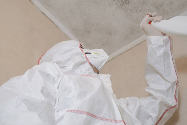 Best Mold Removal Near Me  in Wilton Center, CT