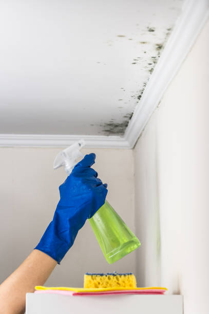 Best Residential Mold Removal  in Wilton Center, CT